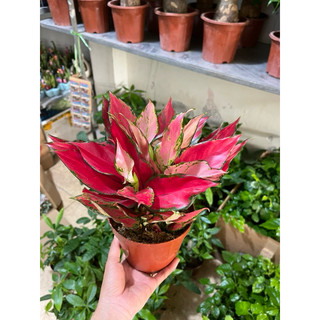 Cây Vạn Lộc đỏ, Cây Huyết Rồng tài lộc phong thủy để bàn dễ chăm sóc, làm quà tặng