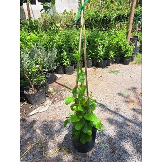 CÂY HUỲNH ĐỆ, DÂY LEO HUỲNH ĐỆ