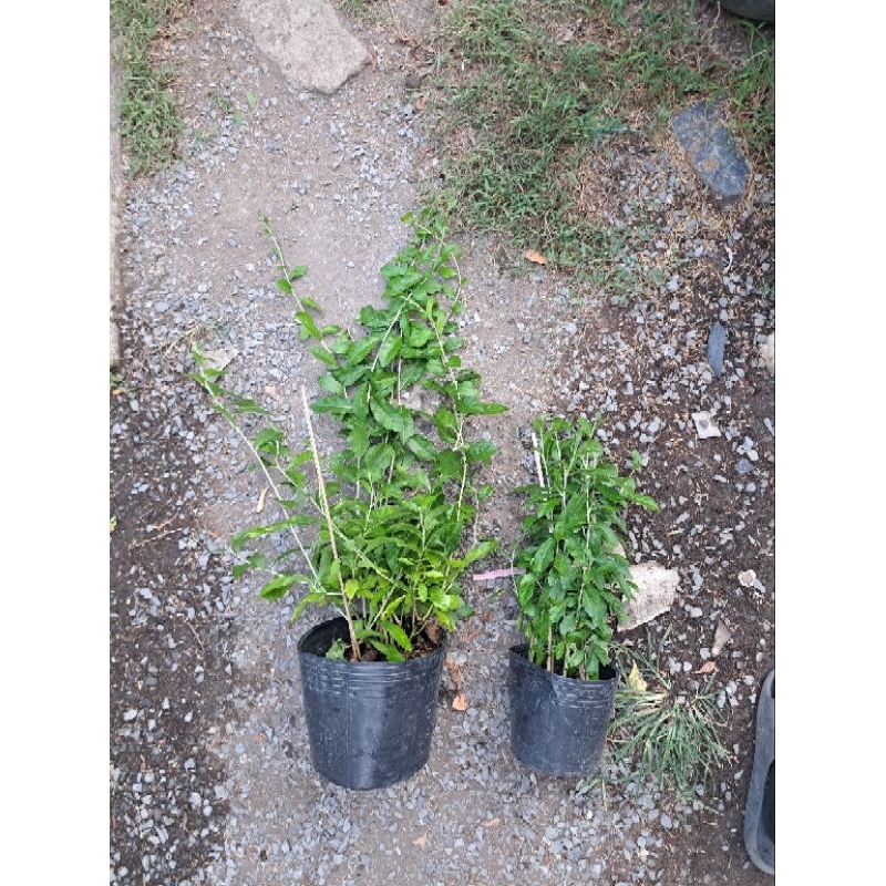 2 chậu cúc tần ấn độ dài 50-60cm