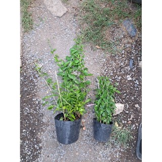 2 chậu cúc tần ấn độ dài 50-60cm