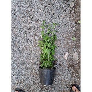 2 chậu cúc tần ấn độ dài 50-60cm
