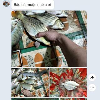 Cám trứng đỏ 500G - Cám chim đỏ