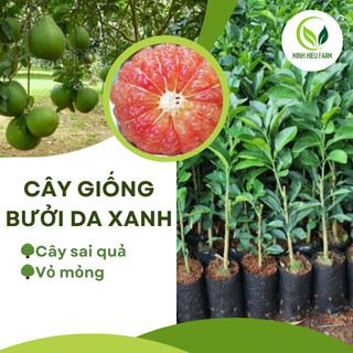 Cây giống bưởi da xanh ruột đỏ chất lượng cao , cây giống khỏe, năng suất cao.