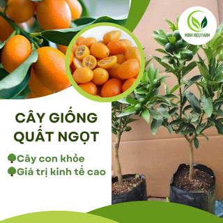 Cây Quất ngọt Thái sẵn quả giống quất mới du nhập về Việt Nam, được nhiều người săn tìm, cây giống khỏe, dễ trồng