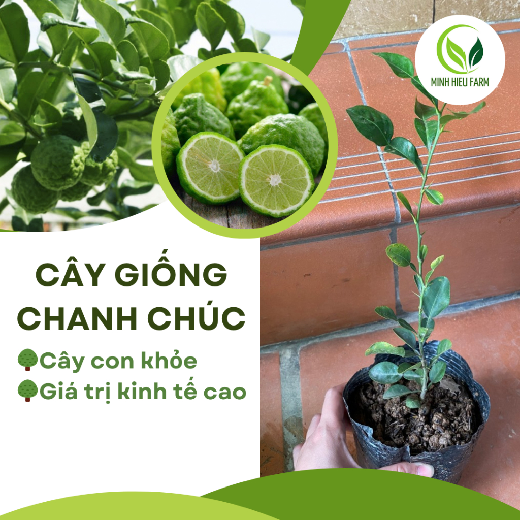 Cây chanh Chúc (chanh Thái) đặc sản An Giang (cây gửi khách ảnh số 2)