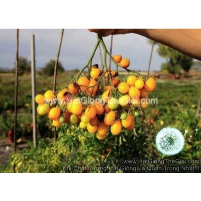 100 Hạt Hạt Giống Cà Chua Chùm Cau (B42)