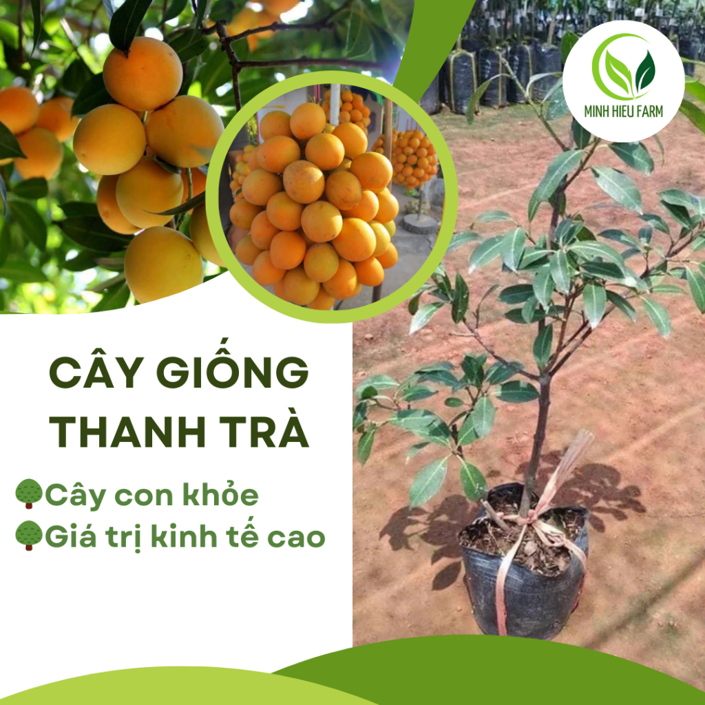 Thanh trà giống, địa chỉ bán cây giống thanh trà uy tín, cây giống chuẩn 100 %, dễ trồng