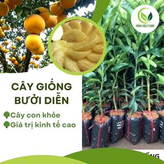 Cây giống bưởi Diễn, cây giống khỏe, năng suất cao, dễ trồng dễ chăm sóc