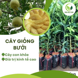 Cây giống Bưởi Đoan Hùng, Cây giống đặc sản mang lại hiệu quả kinh tế cao