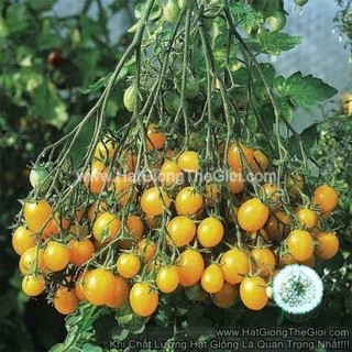 100 Hạt Hạt Giống Cà Chua Chùm Cau (B42)