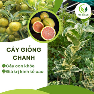 Chanh cẩm thạch giống chanh ra quả quanh năm