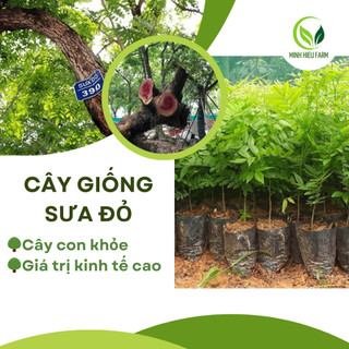 Cây Sưa Đỏ giống cây lấy gỗ mang lại giá trị kinh tế cao