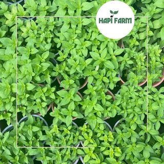 Hạt Giống Rau Húng Cây, Rất Thơm, Ăn Bún, Phở, Cuốn Đều Tuyệt, dễ trồng chậu TR25