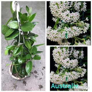 Hoa lan cẩm cù Australis giò to hoa trắng cực đẹp