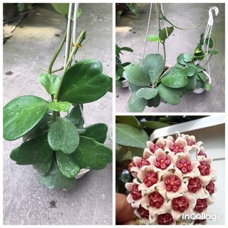 Giò hoa lan cẩm cù lá trái tim giò to, gửi từ hà nội