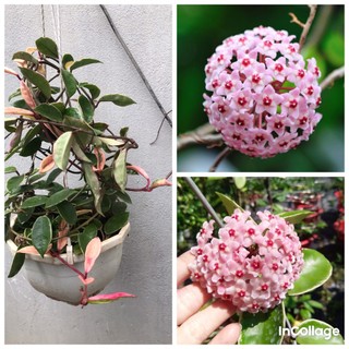 Giò hoa lan cẩm cù krimson lá cẩm thạch size to