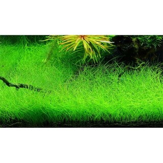 N&T Garden - Cỏ nền ngưu mao chiên lùn xòe
