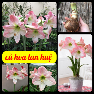 Củ hoa huệ tây hoa màu hồng đào