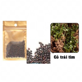 Hạt giống Cỏ Trái Tim | Cây trồng thủy sinh