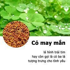 Hạt giống Cỏ Ba Lá | Cây trồng thủy sinh