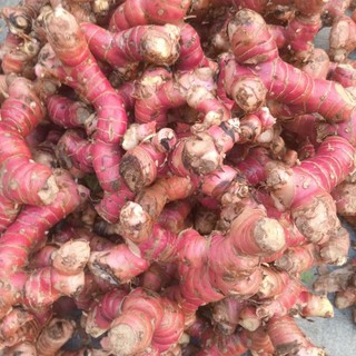 500gram củ giềng đo tươi