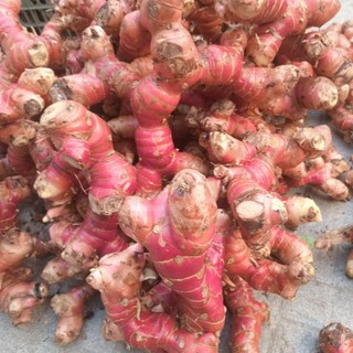 500gram củ giềng đo tươi
