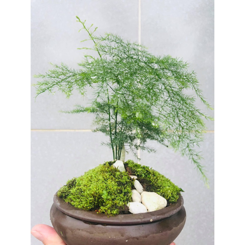 chậu cây Kim Thuỷ Tùng