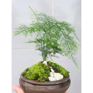Chậu cây Kim Thuỷ Tùng