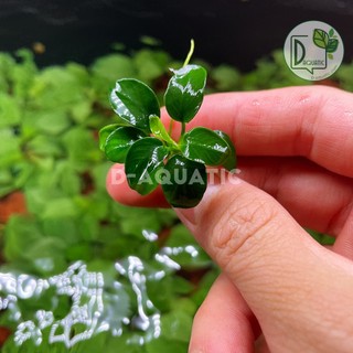 Ráy nana petite chuẩn gen Thái form lá nhỏ - hàng cực đẹp, bảo hành vận chuyển