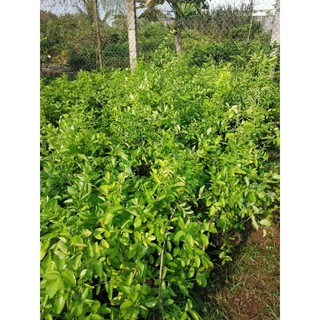 Cây giống sơri (cây nuôi)