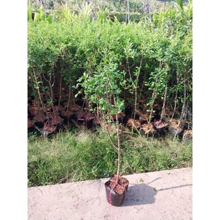 Cây giống lựu Ấn Độ