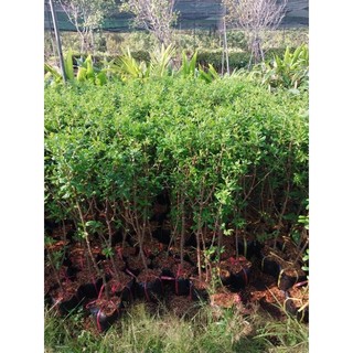 Cây giống lựu Ấn Độ