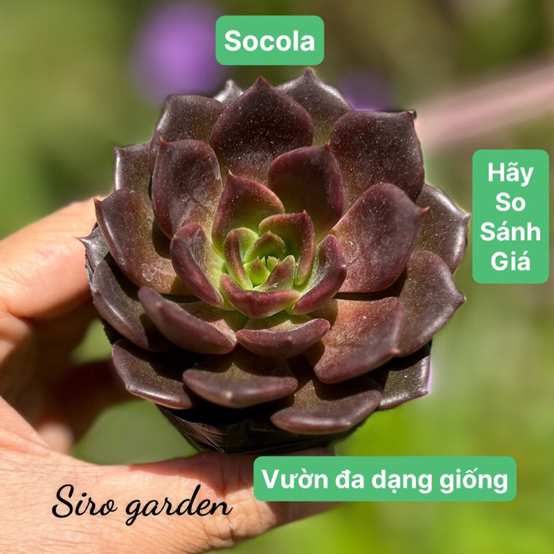 20 loại sen đá hiếm, đẹp đồng giá 19k size bầu 4-4,5cm, sen đá giá rẻ SIRO GARDEN