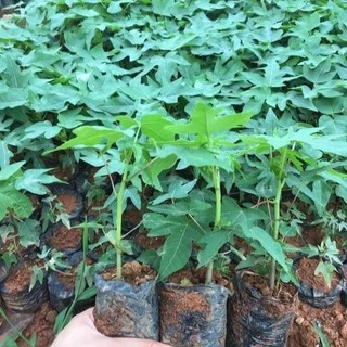 Cây giống đu đủ đực siêu hoa combo 10 cây