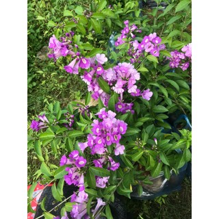Cây giống hoa lan tỏi đuổi côn trùng cao 50 - 60cm