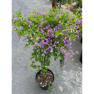 Cây Linh Sam lá lớn cao 50-70 cm trồng nơi có nắng