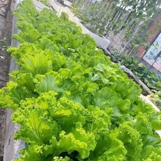 Hạt giống rau cải bẹ mào gà (20gr)