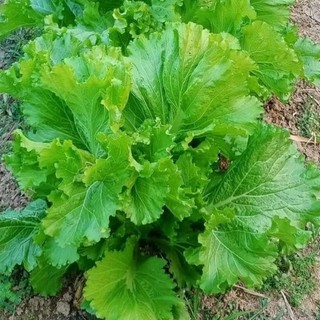 Hạt giống rau cải bẹ mào gà (20gr)