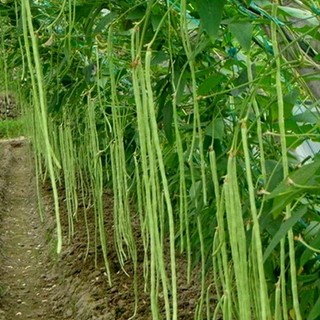 Hạt giống đậu đũa cây leo, quả dài