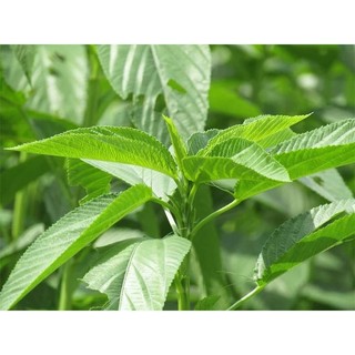 Hạt giống rau đay trắng