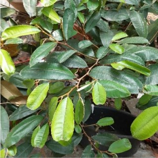 500g lá vú sữa tươi khách đặt mới đi hái