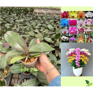 Cây Giống Hoa Lan Hồ Điệp Hoa đại cốc 2.8 ( đã bật hoả tốc )