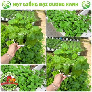 Hạt giống húng lủi, húng tròn, húng bạc hà âu