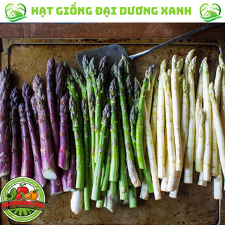 Hạt giống măng tây chuẩn thu hoạch quanh năm.
