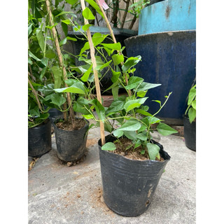 Cây giống sương sâm trơn . Bầu trung 2-3 gốc. Sẵn tại Sài Gòn. Rễ ổn định . Bao sống