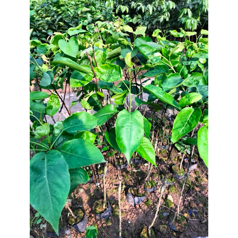 Cây giống Lê vàng