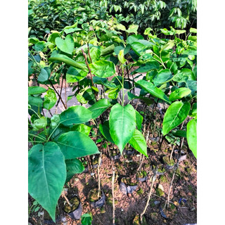 Cây giống Lê vàng