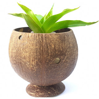 Chậu trồng cây cảnh siêu cute làm từ bát gáo dừa: Gáo dừa trồng cây, chậu trồng sen đá, chậu trồng lan, chậu ươm cây.