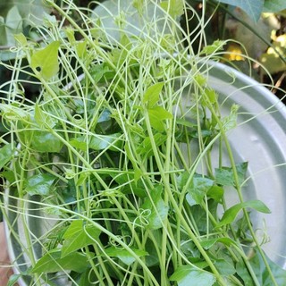 Hạt giống cây bình bát dây