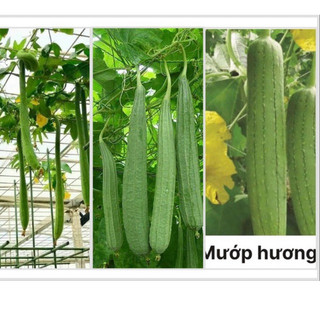 Hạt giống mướp hương lai f1